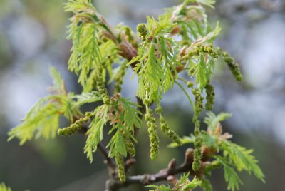 Quercus robur 'Pectinata' - dub letní 'Pectinata' - jarní pučení